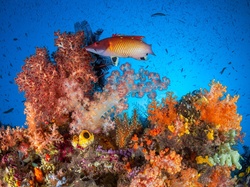 Ryby, Rafa koralowa, Koralowce